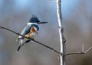 Belted Kingfisher 01