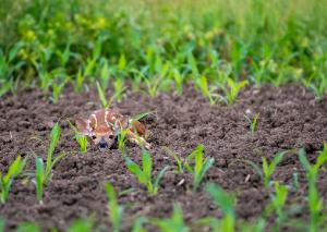 White-tailed Deer 04