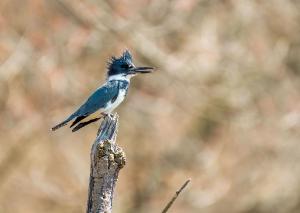 Belted Kingfisher 05