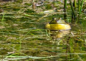 American Bullfrog 02