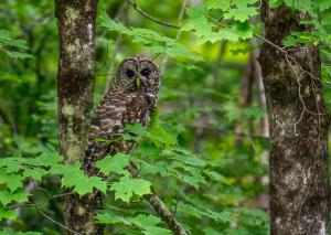 Barred Owl 01