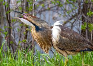 American Bittern 08