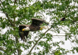 Bald Eagle 08