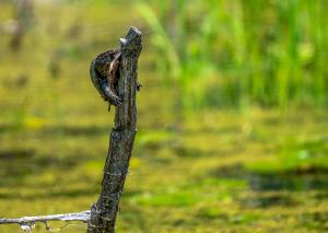 Common Musk Turtle 03