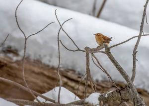 Winter Wren 01