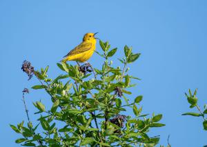 Yellow Warbler 01