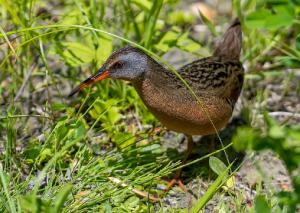 Virginia Rail 01