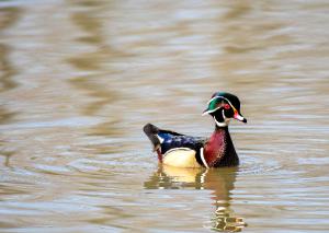 Wood Duck 01