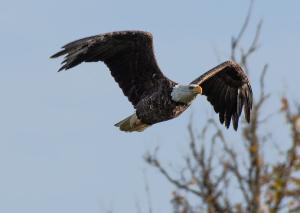 Bald Eagle 12