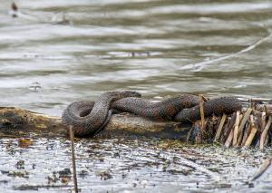 Common Watersnake 01