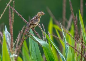 Bobolink 04