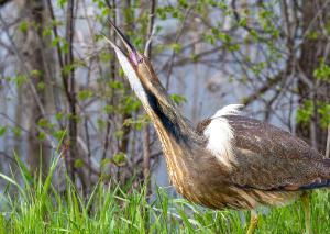 American Bittern 09