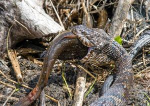 Common Watersnake 04