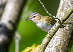 Red eyed Vireo 01