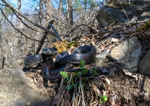 Ratsnake 01