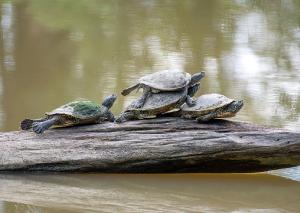 Northern Map Turtle 08