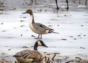 Northern Pintail 01