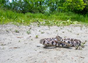 Eastern Milksnake 01