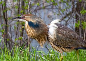 American Bittern 05