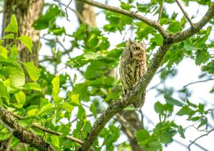 Eastern Screech Owl 08