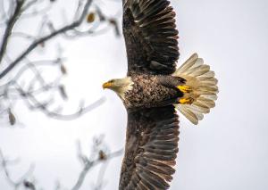 Bald Eagle 09