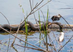 Common Watersnake 02