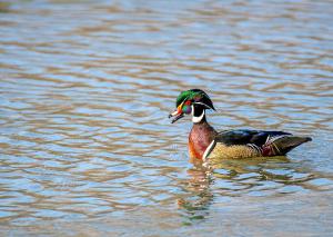 Wood Duck 02