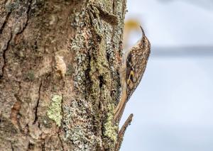 Brown Creeper 01