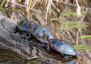 Painted Turtle 05