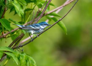 Cerulean Warbler 01