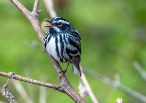 Black and white Warbler 03