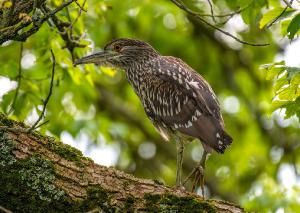 Black crowned Night Heron 05