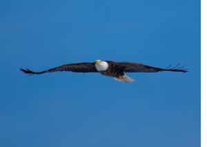 Bald Eagle 03