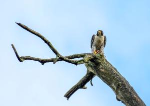 Peregrine Falcon 02