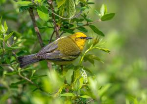 Blue winged Warbler 01