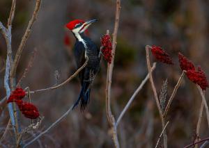 Pileated Woodpecker 01