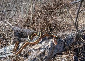 Eastern Ribbon Snake 01