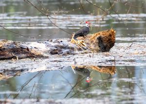 Pileated Woodpecker 04