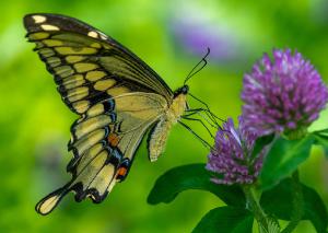 Eastern Giant Swallowtail 01