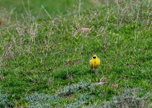 Eastern Meadowlark 03