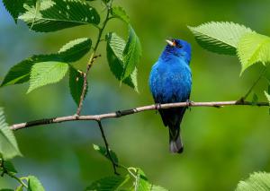 Indigo Bunting 02