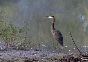 Great Blue Heron 02