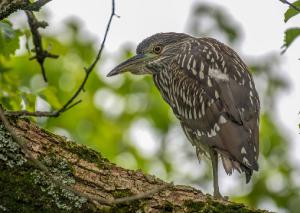 Black crowned Night Heron 04