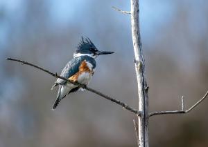 Belted Kingfisher 03