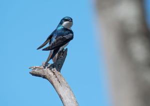 Tree Swallow 01