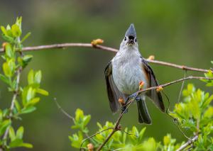 Tufted Titmouse 01