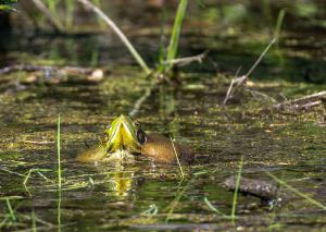 American Bullfrog 03