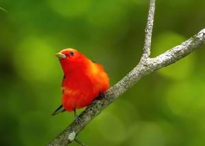 Scarlet Tanager 02