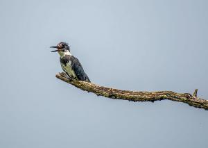 Belted Kingfisher 06