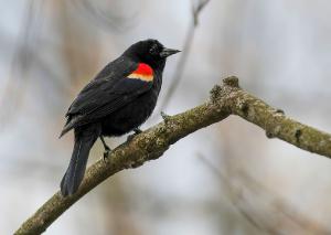 Red winged Blackbird 01